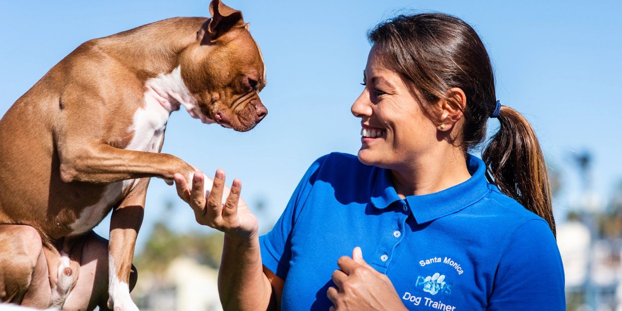 Companion Dog Training, Puppy Dog Training Classes Santa Monica Paws